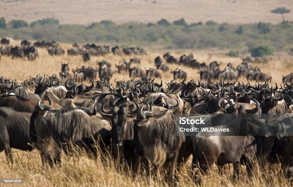 GNU Manada - Royalty-free Animal Foto de stock