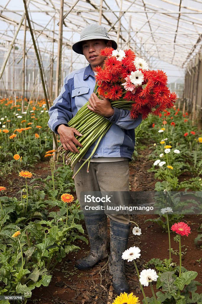Kwiat szklarni dalat, Wietnam praca pracownik - Zbiór zdjęć royalty-free (30-34 lata)