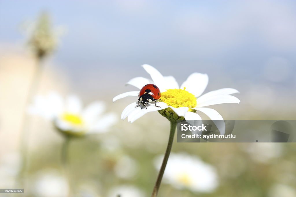 Joaninha em flor - Foto de stock de Joaninha royalty-free