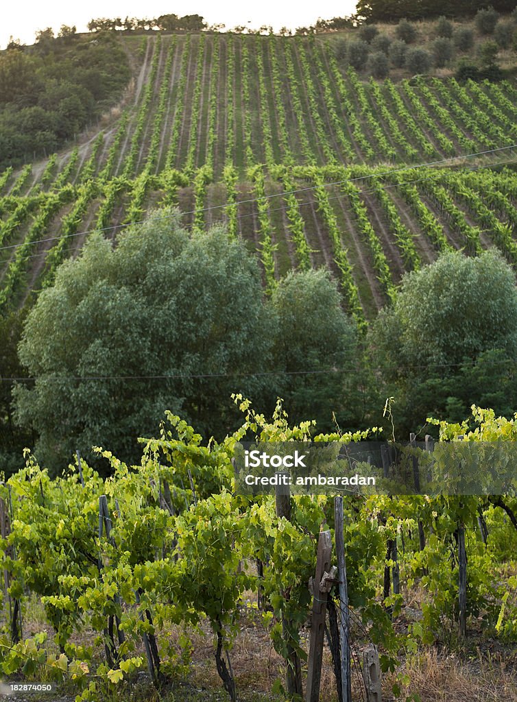 Azienda vinicola in Toscana - Foto stock royalty-free di Agricoltura