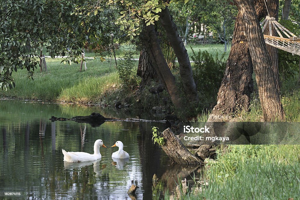 Ducks de natación - Foto de stock de Agricultura libre de derechos