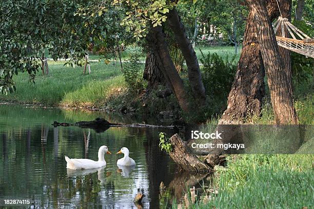 Foto de Piscina Patos e mais fotos de stock de Agricultura - Agricultura, Animal, Animal de Fazenda