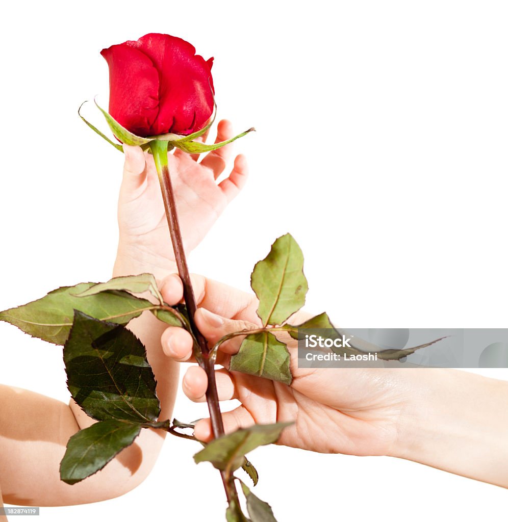 Mother day Hand of mum & girl holding flower. Single Rose Stock Photo