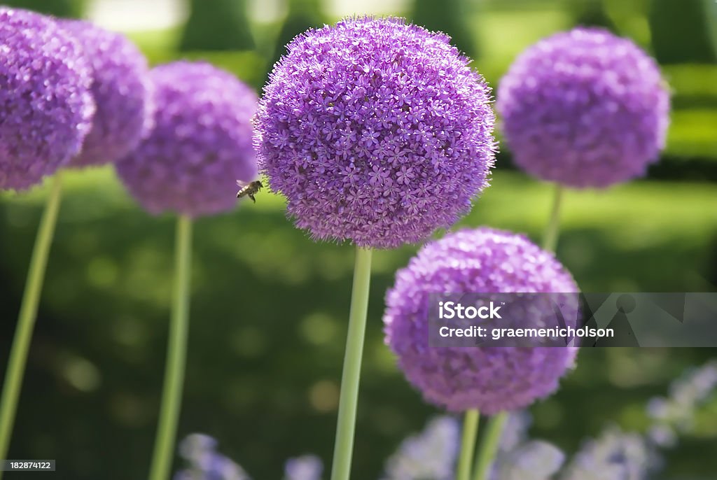 Allium - 로열티 프리 파속 식물 스톡 사진