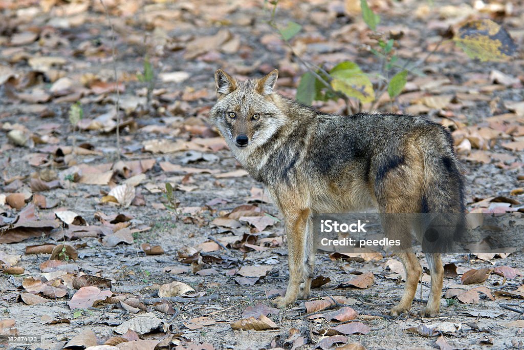 Golden Jackal Golden Jackal (Canis aureus) spotted in Kanha National Park, India. Medium sized species of canid; the largest of the jackals, is the only one to occur outside Africa. Golden Jackal Stock Photo