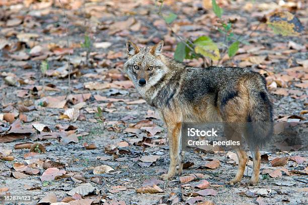 Golden Jackal Stock Photo - Download Image Now - Golden Jackal, Animal, Animal Body Part