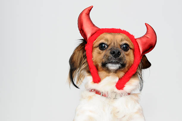 강아지, 데블 horns - devil dogs 뉴스 사진 이미지