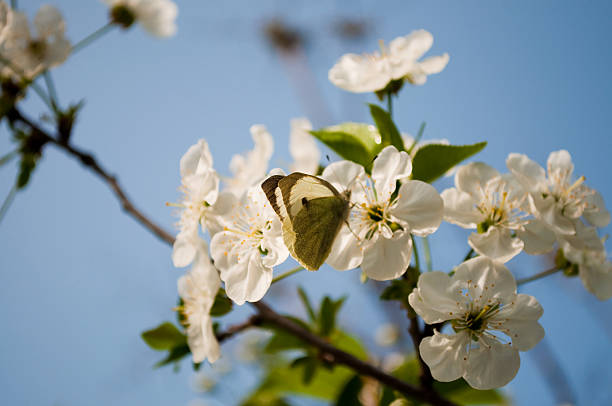 cabbage butterfly on tree stock photo