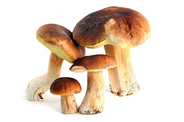istock Steinpilz (boletus edulis) - porcini mushroom 182874239