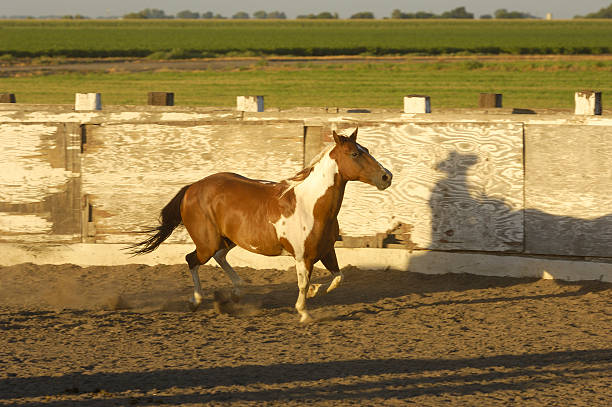istock Pinto Colored Horse in Rural Rodeo Arena 182874356