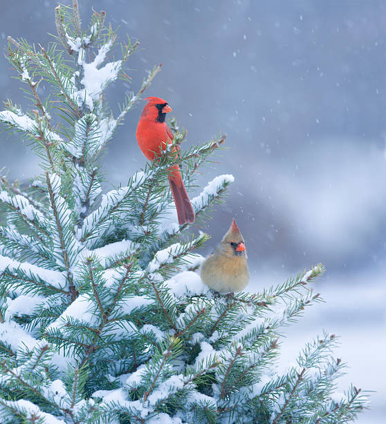 northern cardinals situado em pinheiros cobertos de neve - cardeal pássaro - fotografias e filmes do acervo