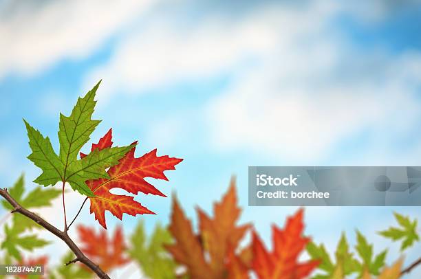 Colorato Maple Tree - Fotografie stock e altre immagini di Acero - Acero, Albero, Ambientazione esterna