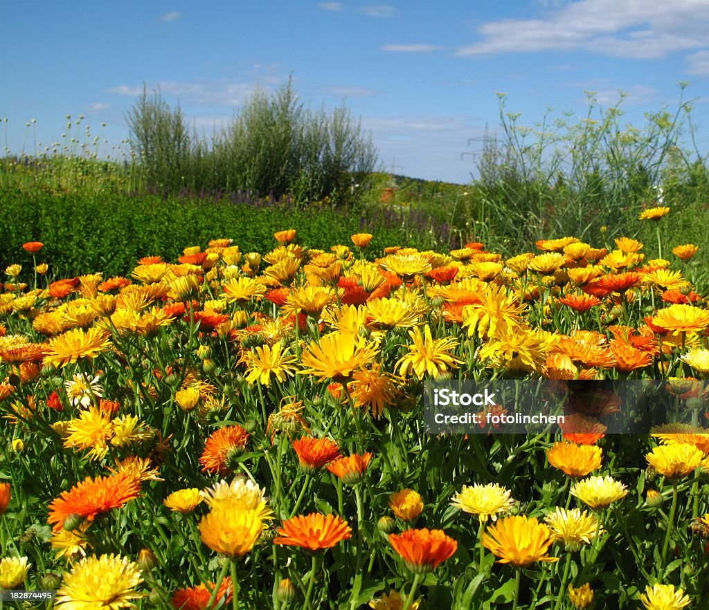 Calendula officinalis Blüten - Lizenzfrei Alternative Medizin Stock-Foto