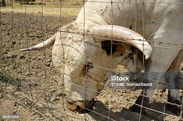 Closeup Di Texas Longhorn Bull - Fotografie stock e altre immagini di Ambientazione esterna - Ambientazione esterna, Animale, Animale domestico