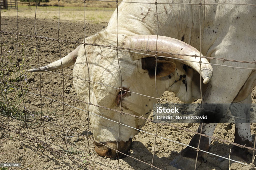 Zbliżenie of Texas Longhorn byka - Zbiór zdjęć royalty-free (Bez ludzi)