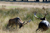 Male deers fighting in Autumn
