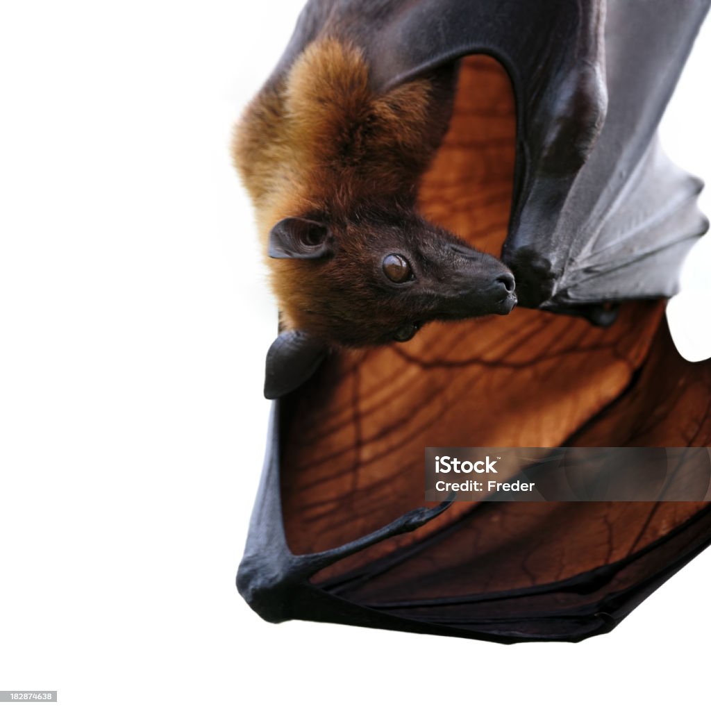 Raposa-voadora - Royalty-free Animal Foto de stock