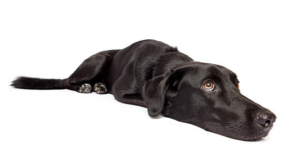 istock Black dog lying down and looking up with huge eyes 182874705