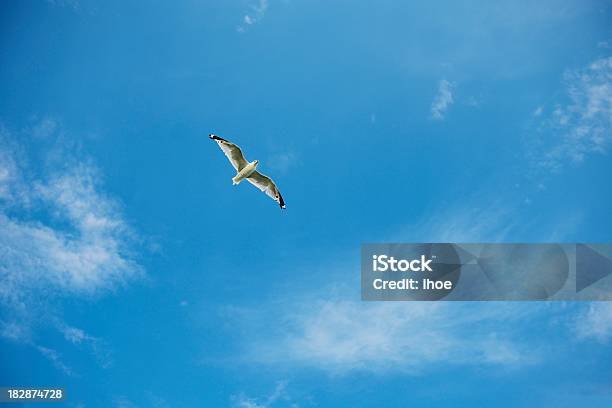 Gaivota Acima - Fotografias de stock e mais imagens de Acima - Acima, Animal, Animal selvagem