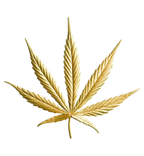 Gold Hemp (cannabis) stock photo