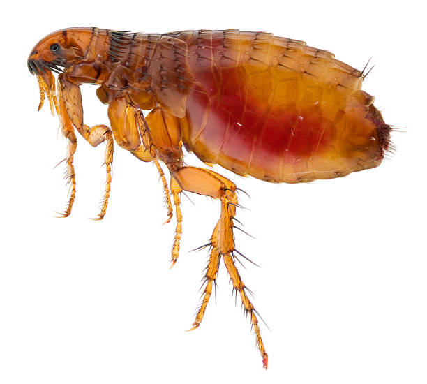 Cat flea full of human blood stock photo