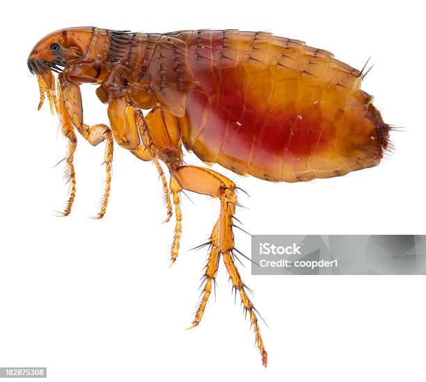 Cat Flea Full Of Human Blood Stock Photo - Download Image Now - Flea - Insect, Cut Out, White Background