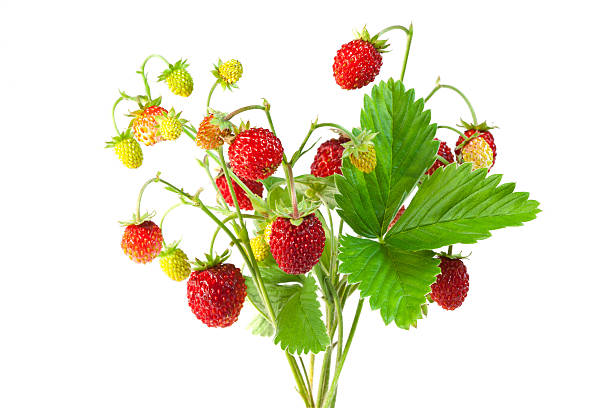 Strawberries plant