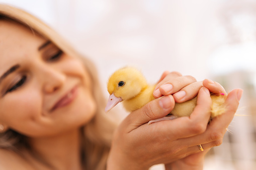 Close-up face of happy blonde young woman holding in hands cute little yellow ducklings in summer gazebo on sunny day. Concept of excursion to eco-farm, life in village, vacation with grandmother.