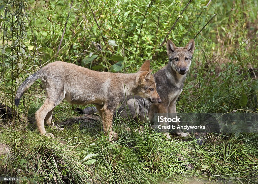 Europäische Gray Wolf Hunde - Lizenzfrei Europäischer Wolf Stock-Foto
