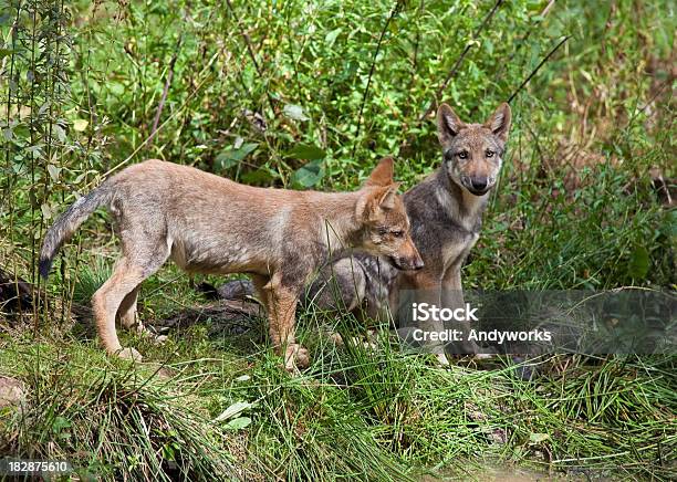 Europäische Gray Wolf Hunde Stockfoto und mehr Bilder von Europäischer Wolf - Europäischer Wolf, Fotografie, Gras