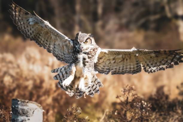 rapaces - oiseaux de proie - red owl screech owl animal photos et images de collection