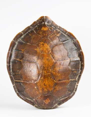 Big Turtle Flat Shell Giant Turtle Shell Stock Photo - Download Image Now - Turtle, Animal ...