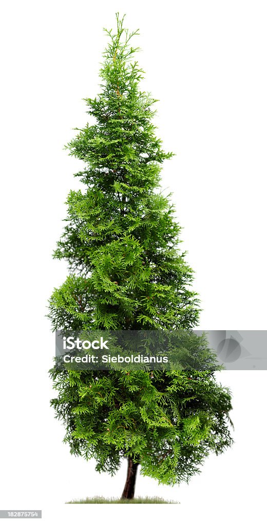 Cypress: Eastern Arborvitae (Thuja occidentalis 'Fastigiata') isolated on white. An pyramidal shaped, green Eastern Arborvitae tree or Thuja occidentalis 'Fastigiata' stands against a white sky, while a little bit of grass surrounds its base. Cut Out Stock Photo