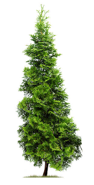 Cypress: Eastern Arborvitae (Thuja occidentalis 'Fastigiata') isolated on white. An pyramidal shaped, green Eastern Arborvitae tree or Thuja occidentalis 'Fastigiata' stands against a white sky, while a little bit of grass surrounds its base. coniferous tree stock pictures, royalty-free photos & images