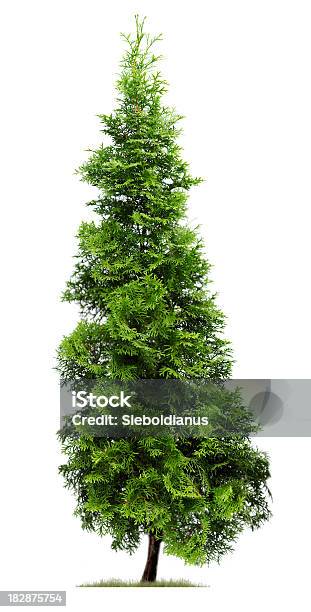 Cypress Eastern Arborvitae Isolated On White Stock Photo - Download Image Now