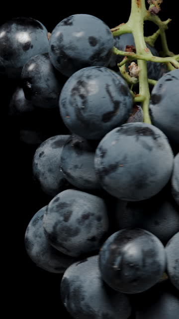 Vertical video. Round and large Black Grape berries, Two Bunches on a Black background, spinning.