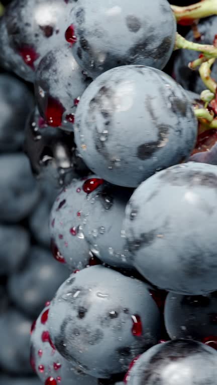 Vertical video. Hanging clusters of Black Grapes covered in red juice droplets, close-up.