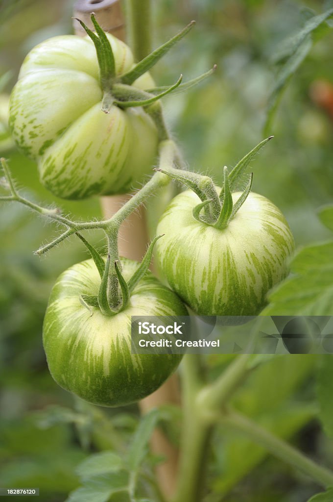 Heirloom Tomaten - Lizenzfrei Fleischtomate Stock-Foto