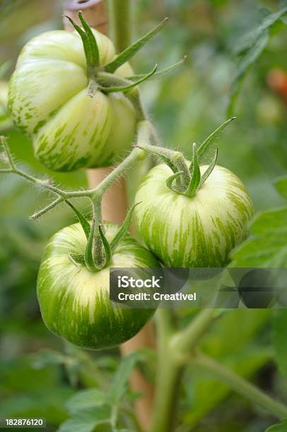 Heirloom Tomaten Stockfoto und mehr Bilder von Fleischtomate - Fleischtomate, Rankenpflanze, Grünes Zebra