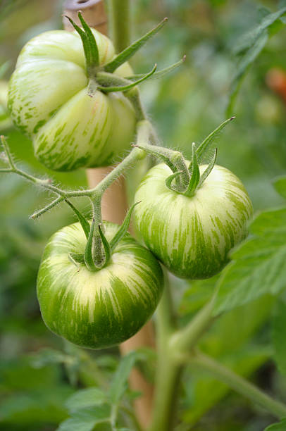 エアルームトマト - heirloom tomato zebra tomato tomato organic ストックフォトと画像