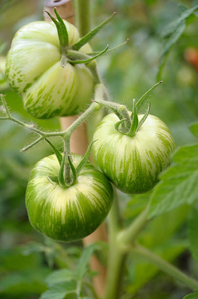 tomate heirloom - heirloom tomato homegrown produce tomato organic imagens e fotografias de stock