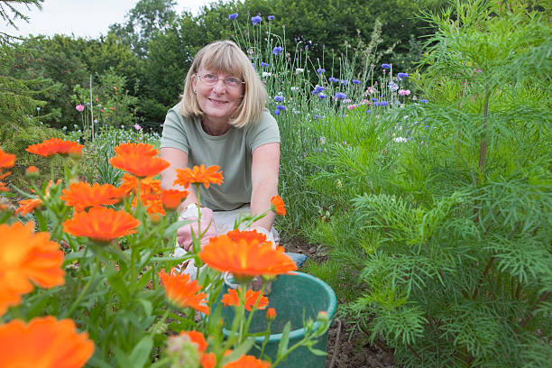 istock Lady Weeding Her Flower Garden 182876147
