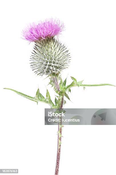 Foto de Cardo Escocês Isolado No Branco e mais fotos de stock de Cardo - Cardo, Cultura escocesa, Figura para recortar