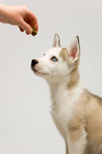 istock Cute husky puppy on white seamless 182876192