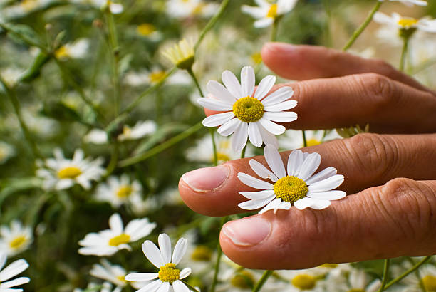 Daisies stock photo