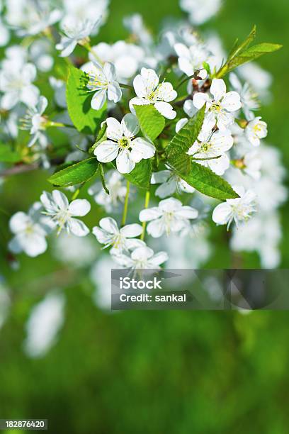 Fiore Di Ciliegio - Fotografie stock e altre immagini di Albero - Albero, Bellezza naturale, Bianco