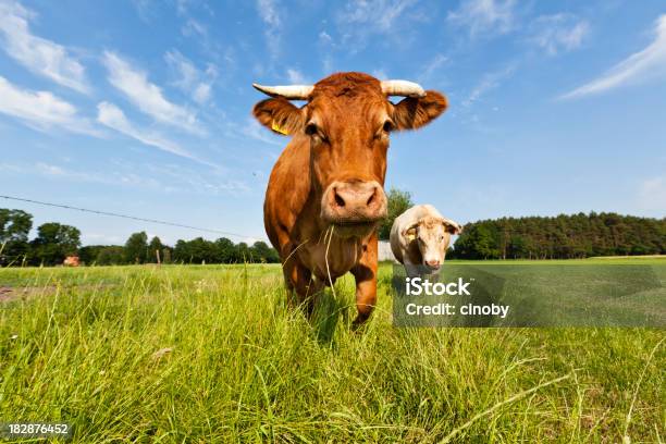 Foto de Vaca e mais fotos de stock de Gado Doméstico Bovino - Gado Doméstico Bovino, Fêmea de mamífero, Prado