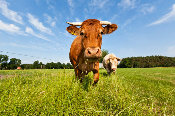 корова - farmhouse the natural world meadow pasture стоковые фото и изображения