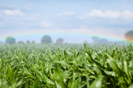 Irrigation system on a corn field with rainbow