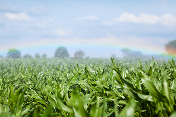 system do irygacji na polu kukurydzy - irrigation equipment crop agricultural sprinkler homegrown produce zdjęcia i obrazy z banku zdjęć